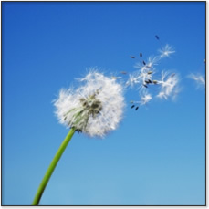 Allergies and Sensitivities